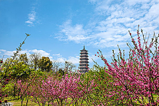 杨州瘦西湖桃花树林