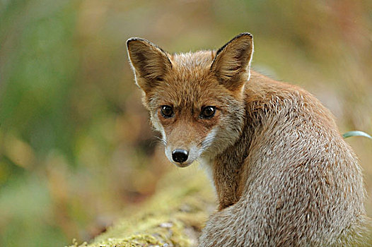 红狐,狐属,多瑙河,湿地,国家公园,下奥地利州,奥地利,欧洲