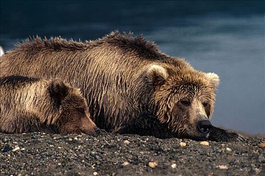 棕熊,母熊,幼兽,睡觉,卡特迈国家公园