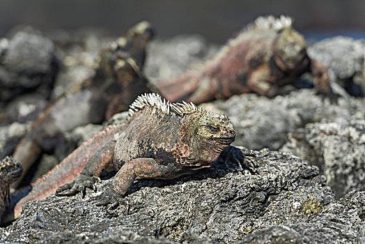 海鬣蜥,圣萨尔瓦多,岛屿,加拉帕戈斯群岛,厄瓜多尔,南美