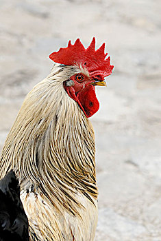 家居,鸡,家鸡,公鸡,奥德萨国家公园,西班牙
