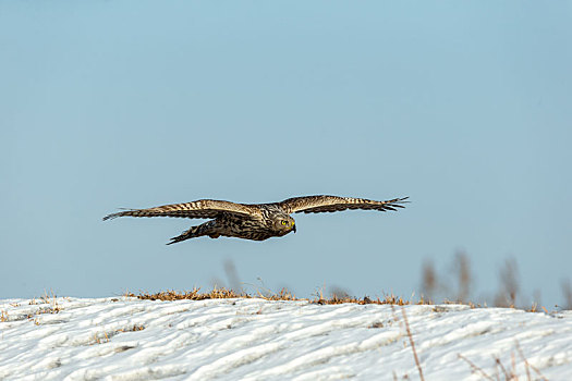 冬天雪地里捕食的苍鹰