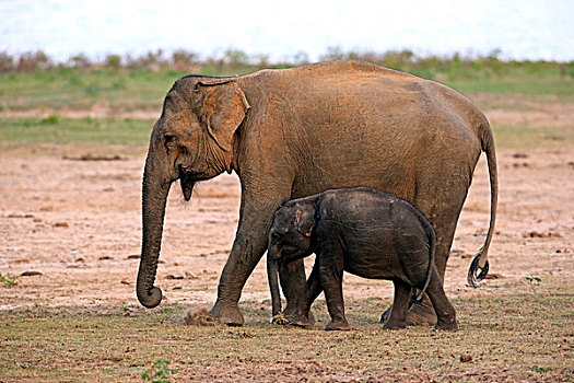 斯里兰卡人,大象,象属,幼兽,吃,国家公园,斯里兰卡,亚洲