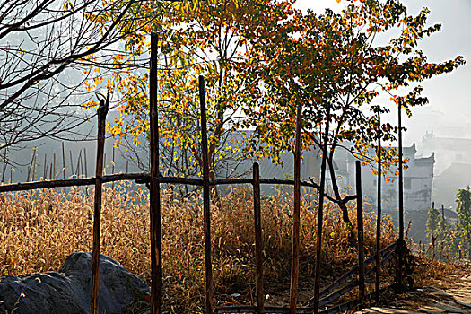 秋天野外的竹篱笆和民居