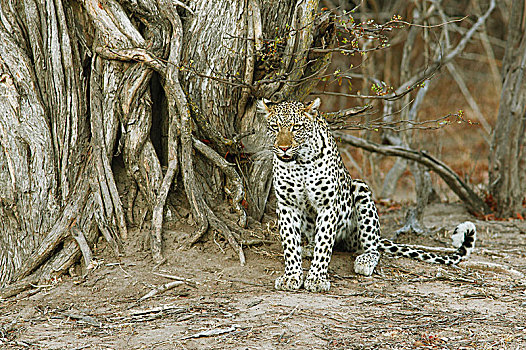 豹,坐,靠近,树,南卢安瓜国家公园,赞比亚,非洲