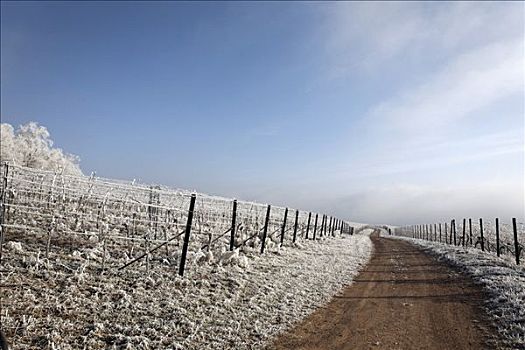 霜冻,风景,区域,莱茵兰普法尔茨州,德国
