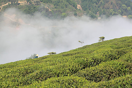 紫阳茶山