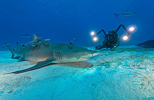 潜水,柠檬,鲨鱼,巴哈马浅滩,巴哈马,中美洲