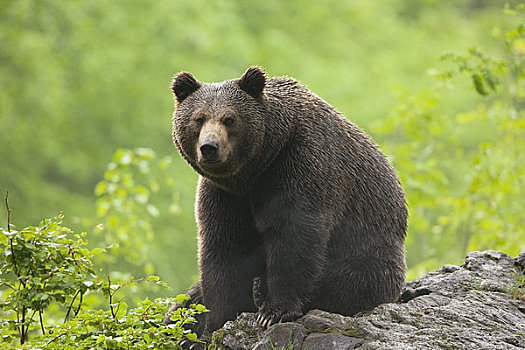 雄性,棕熊,坐,石头,巴伐利亚森林国家公园,巴伐利亚,德国