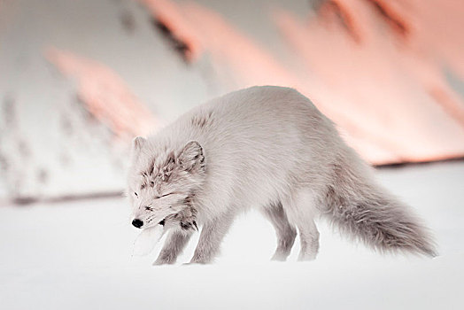 北极狐,狐属,斯匹次卑尔根岛,斯瓦尔巴特群岛