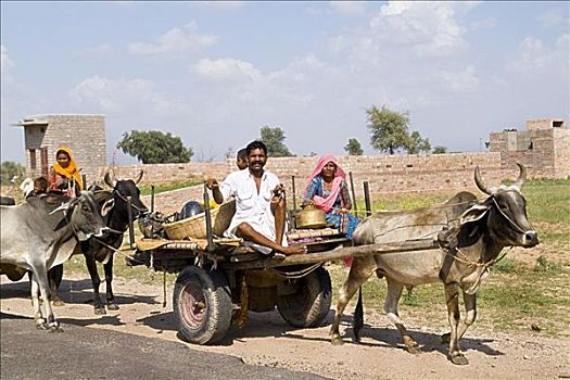 印度,拉贾斯坦邦,塔尔沙漠,吉普赛,家庭,母牛,手推车,陆地