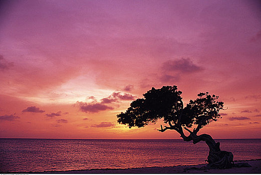 树,海滩,日落,阿鲁巴