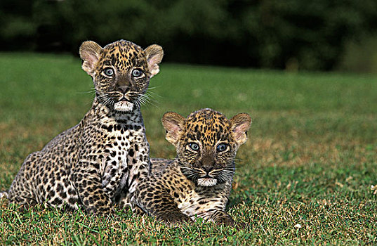 豹,大型猫科动物,幼兽,站立,草