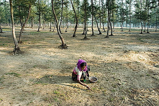 女性,难民,收集,种子,木头,树,海洋,海滩,四月,2007年,市场,孟加拉