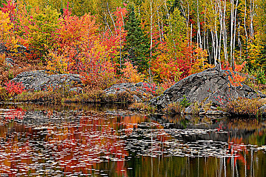 秋天,反射,海狸塘,湖,安大略省,加拿大
