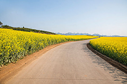 云南罗平小补朵坝子上乡村公路边的油菜花