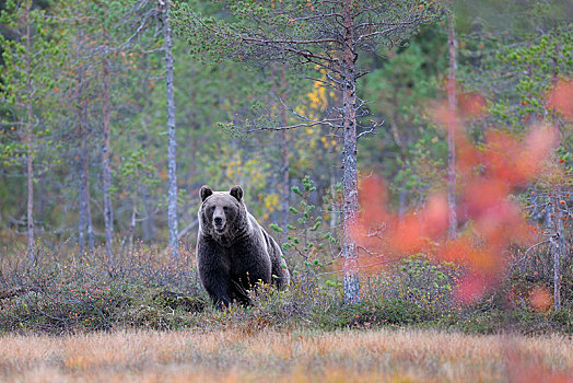 棕熊,色彩,针叶林带,北方针叶林,边界,区域,俄罗斯,卡瑞里亚,芬兰,欧洲