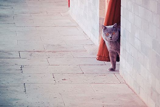北京广济寺中的猫