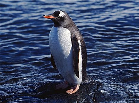 南极,南极半岛,乐园,港口,巴布亚企鹅,阿德利企鹅属