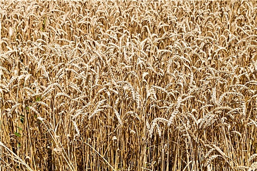 乡野,地点,成熟,小麦,夏天