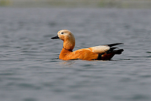 红润,雌麻鸭,成年,雄性,游泳,河,奇旺国家公园,尼泊尔,亚洲