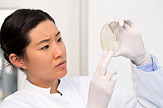 女性,科学家,检查,细菌,培养皿