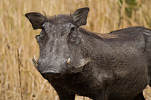 非洲,坦桑尼亚,疣猪,塔兰吉雷国家公园