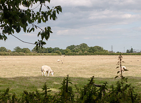 英国,草地,地点,农场,绵羊,放牧