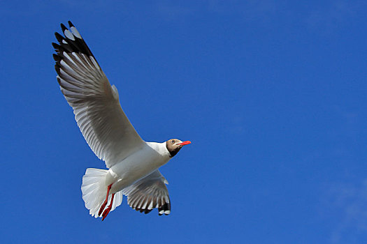 西台吉乃尔湖的棕头鸥
