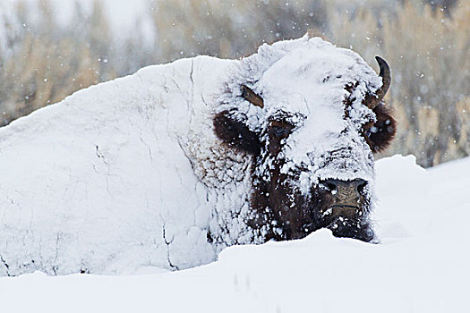 野牛,雄性动物,冬季外套