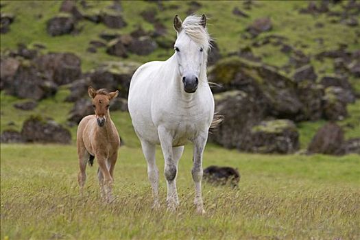 马,冰岛,大西洋