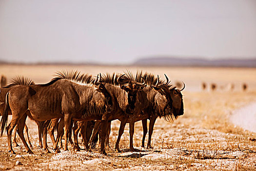 角马,埃托沙国家公园,纳米比亚,非洲