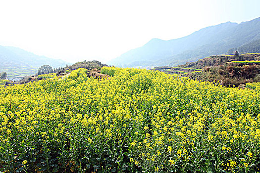 婺源,春天,油菜花,徽派,建筑,江岭,风情,风景,风光,乡村,民居