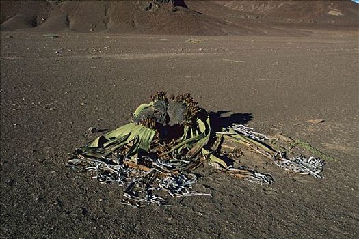 植物,纳米布沙漠,纳米比亚