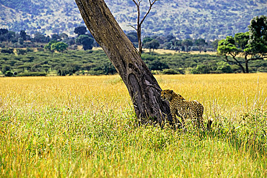 肯尼亚,马赛马拉,草地,印度豹,树