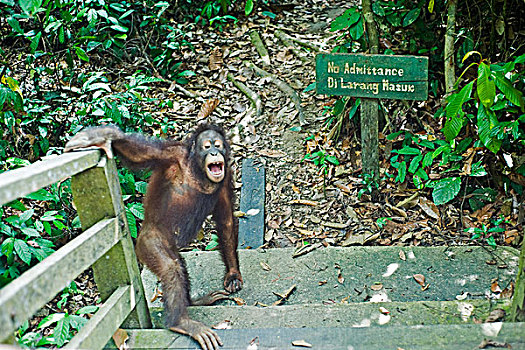 malaysia,borneo,sepilok,orangutan,going,through,no,trepasser,sign