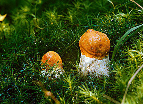 橙色,帽,牛肝菌,树林