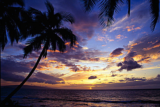 棕榈树,剪影,日落,海滩,毛伊岛,夏威夷,美国