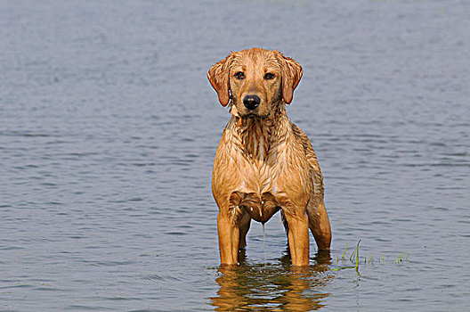 黄色拉布拉多犬,母狗,站立,浅水