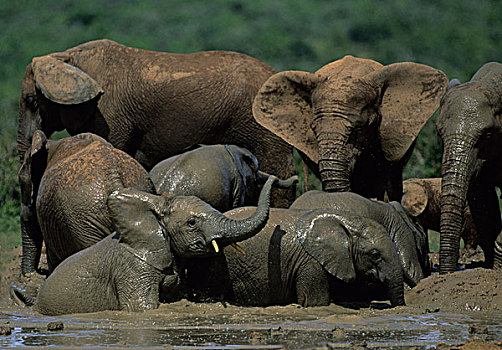 非洲象,牧群,水潭,阿多大象国家公园,南非,非洲