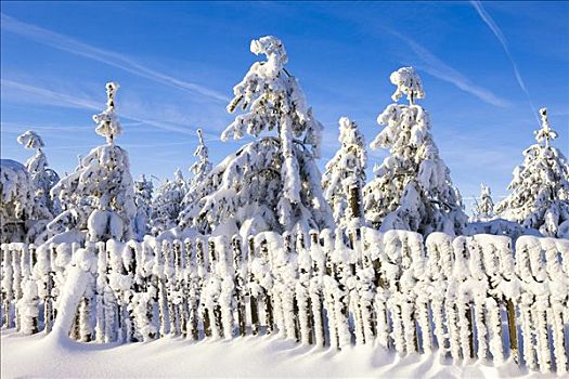 积雪,冷杉,栅栏,矿,山峦,萨克森,德国