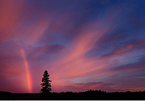 剪影,树,彩虹,曼尼托巴,加拿大
