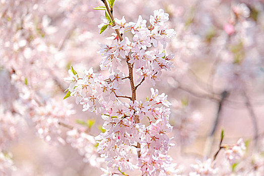 櫻花