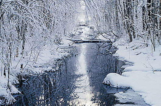 小,水,水道,朦胧,雪,树林,冬天,早晨