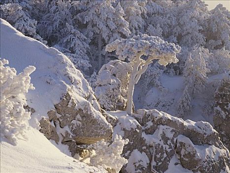 积雪,松树,山,下奥地利州