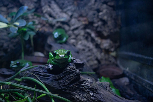 青蛙,树蛙,蛤蟆,绿,小青蛙,小蛤蟆,青蛙宝宝,绿青蛙,绿蛤蟆