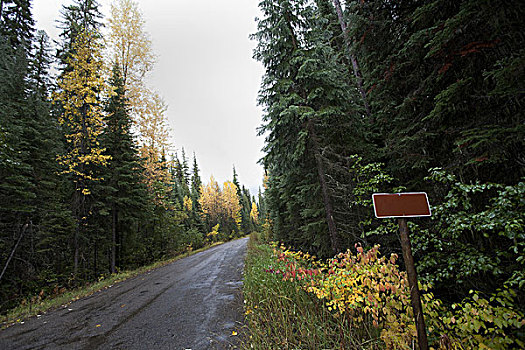 秋叶,乡村道路,空白标志,蒙大拿,美国
