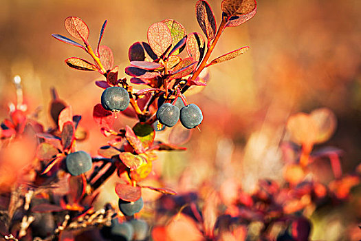 蓝莓,秋色,靠近,河,布鲁克斯山,阿拉斯加,美国