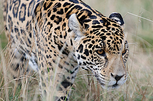 美洲虎,美洲豹,俘获,犀牛,狮子,自然保护区,南非,非洲