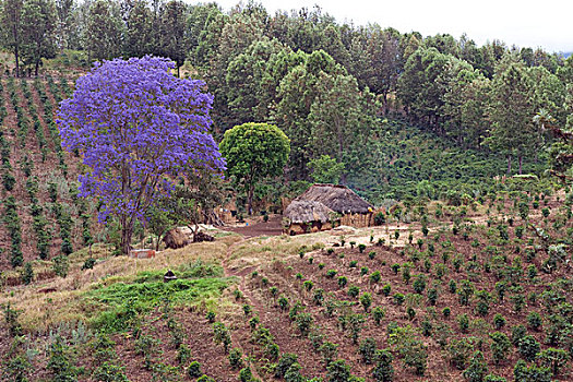 花,蓝花楹,树,咖啡种植园,坦桑尼亚,非洲
